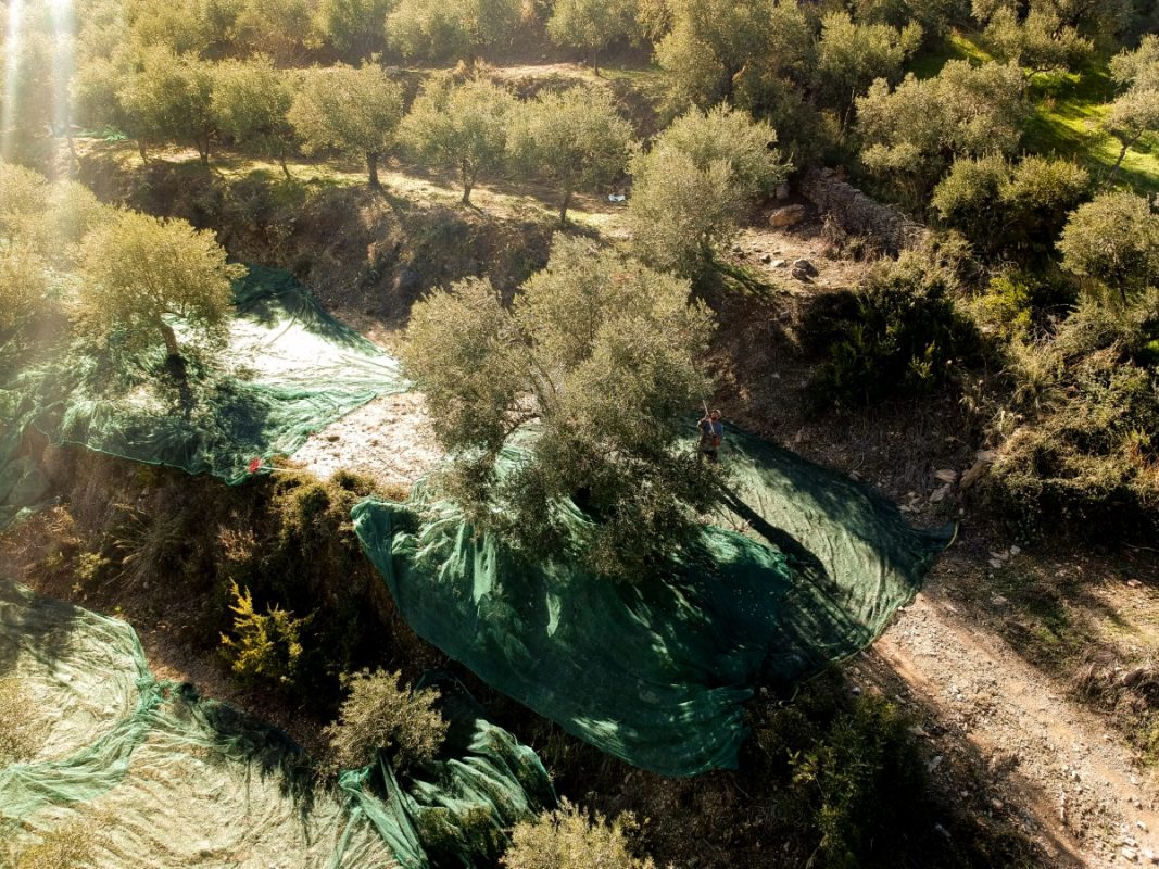 Olive Lab & Shop – Παγκόσμιο Κέντρο Ελιάς για την Υγεία