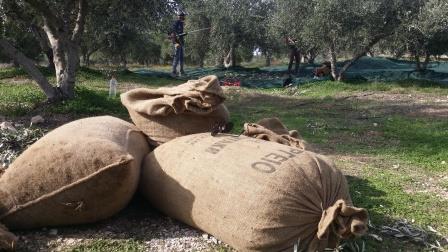 Olive Lab & Shop – Παγκόσμιο Κέντρο Ελιάς για την Υγεία