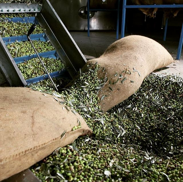 Olive Lab & Shop – Παγκόσμιο Κέντρο Ελιάς για την Υγεία