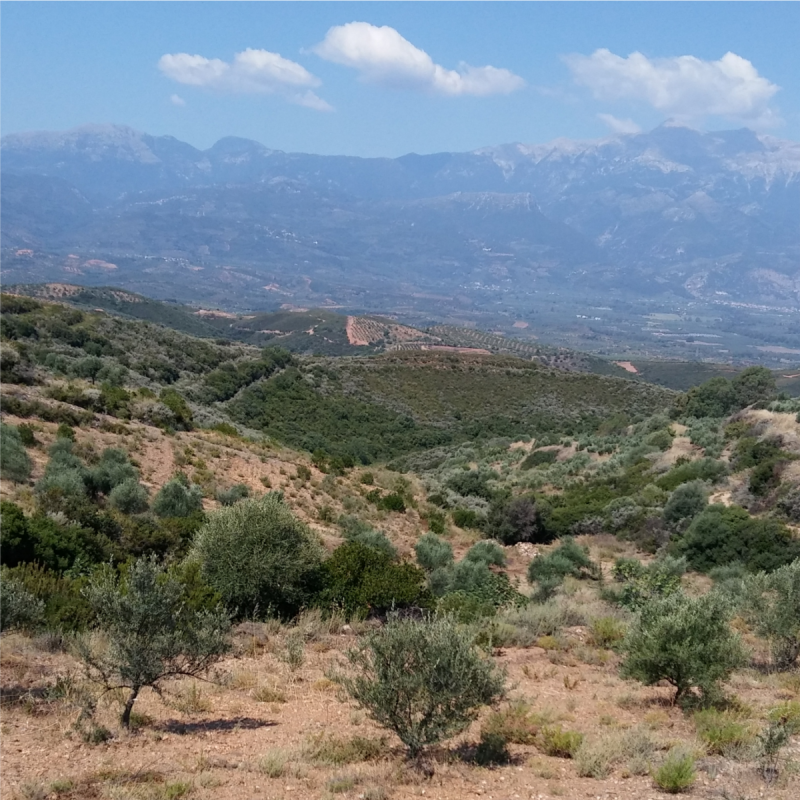 Olive Lab & Shop – Παγκόσμιο Κέντρο Ελιάς για την Υγεία