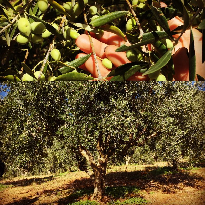 Olive Lab & Shop – Παγκόσμιο Κέντρο Ελιάς για την Υγεία