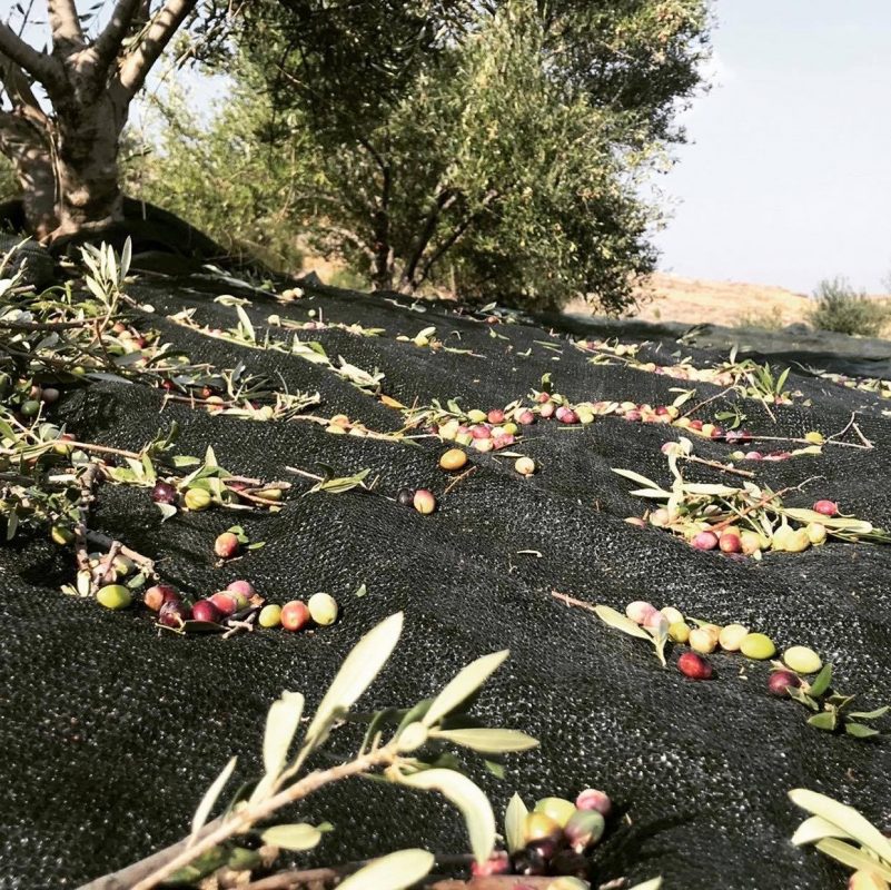 Olive Lab & Shop – Παγκόσμιο Κέντρο Ελιάς για την Υγεία