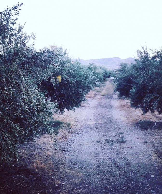Olive Lab & Shop – Παγκόσμιο Κέντρο Ελιάς για την Υγεία