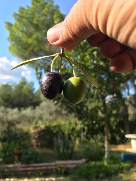 Olive Lab & Shop – Παγκόσμιο Κέντρο Ελιάς για την Υγεία