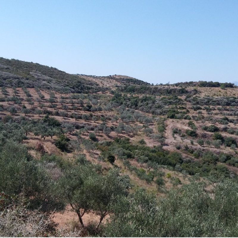 Olive Lab & Shop – Παγκόσμιο Κέντρο Ελιάς για την Υγεία