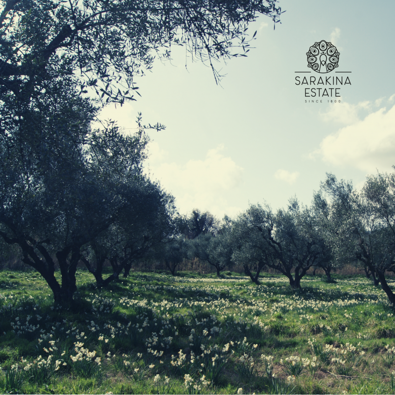 Olive Lab & Shop – Παγκόσμιο Κέντρο Ελιάς για την Υγεία