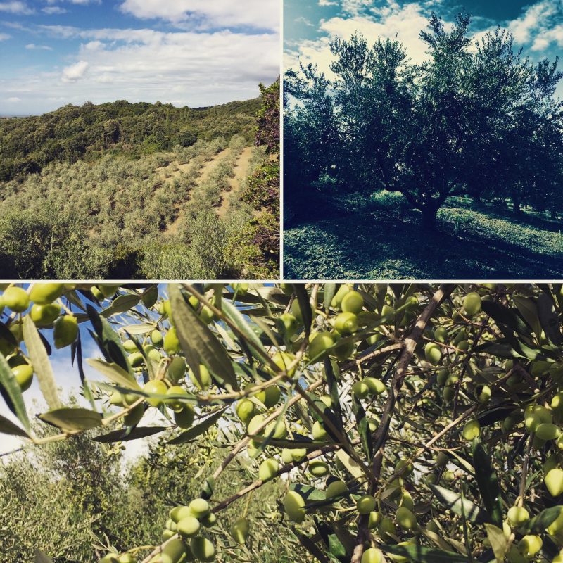 Olive Lab & Shop – Παγκόσμιο Κέντρο Ελιάς για την Υγεία