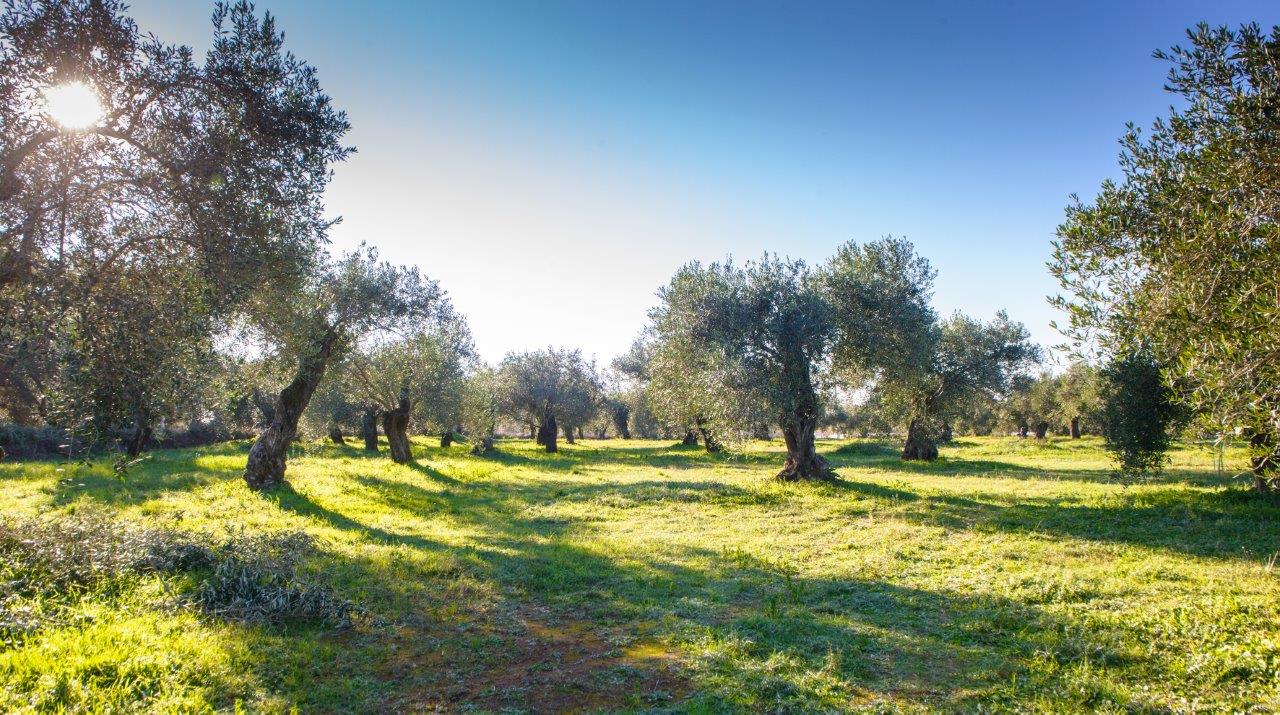 Olive Lab & Shop – Παγκόσμιο Κέντρο Ελιάς για την Υγεία