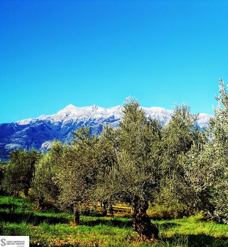 Olive Lab & Shop – Παγκόσμιο Κέντρο Ελιάς για την Υγεία