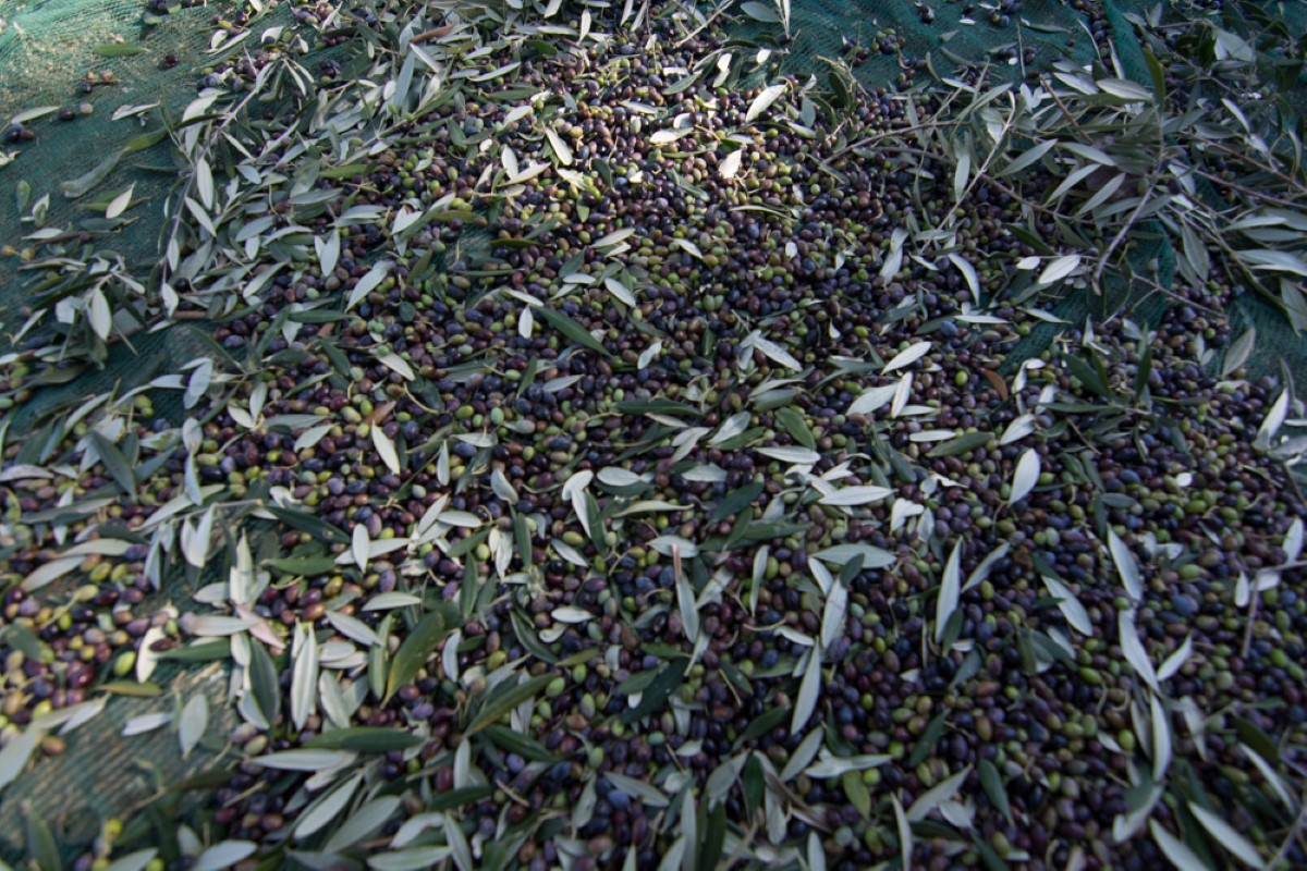 Olive Lab & Shop – Παγκόσμιο Κέντρο Ελιάς για την Υγεία
