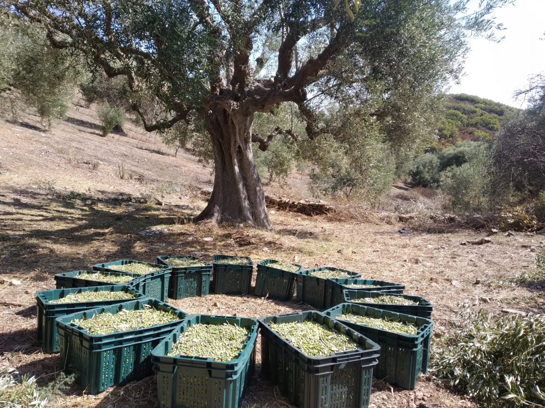 Olive Lab & Shop – Παγκόσμιο Κέντρο Ελιάς για την Υγεία