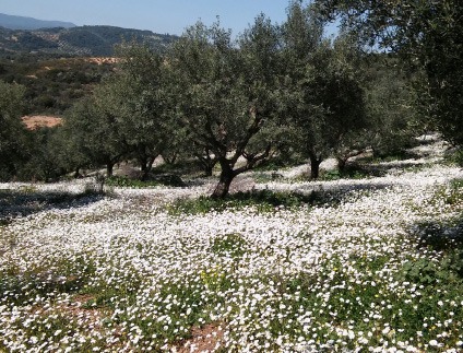 Olive Lab & Shop – Παγκόσμιο Κέντρο Ελιάς για την Υγεία