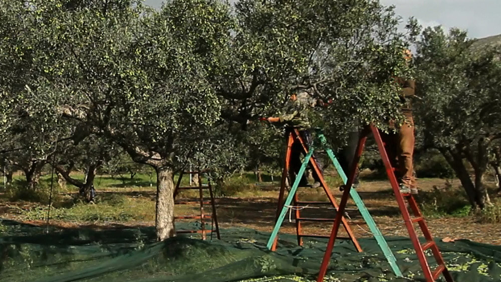 Olive Lab & Shop – Παγκόσμιο Κέντρο Ελιάς για την Υγεία