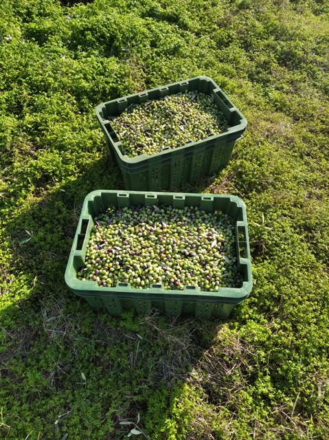 Olive Lab & Shop – Παγκόσμιο Κέντρο Ελιάς για την Υγεία