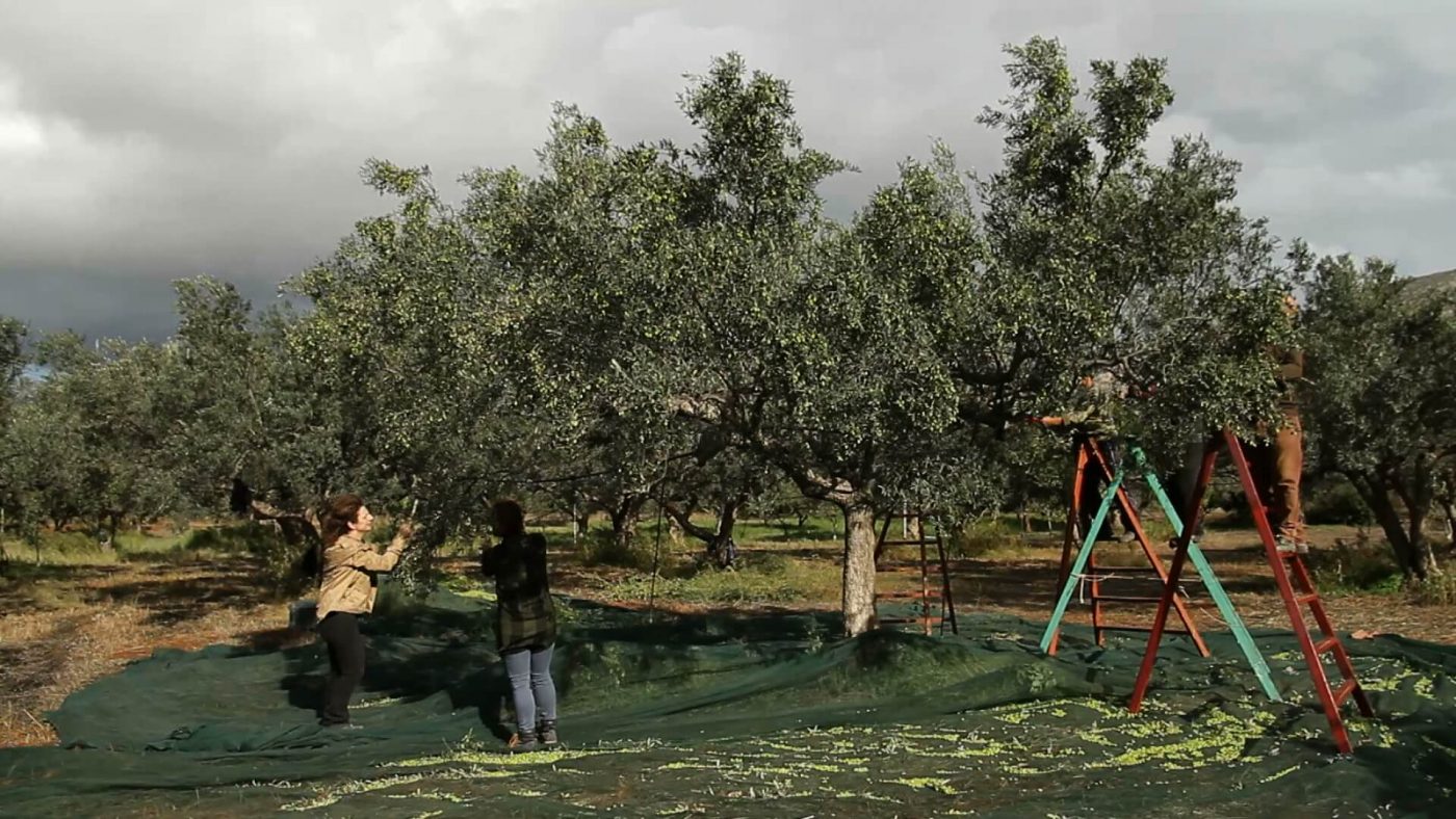 Olive Lab & Shop – Παγκόσμιο Κέντρο Ελιάς για την Υγεία