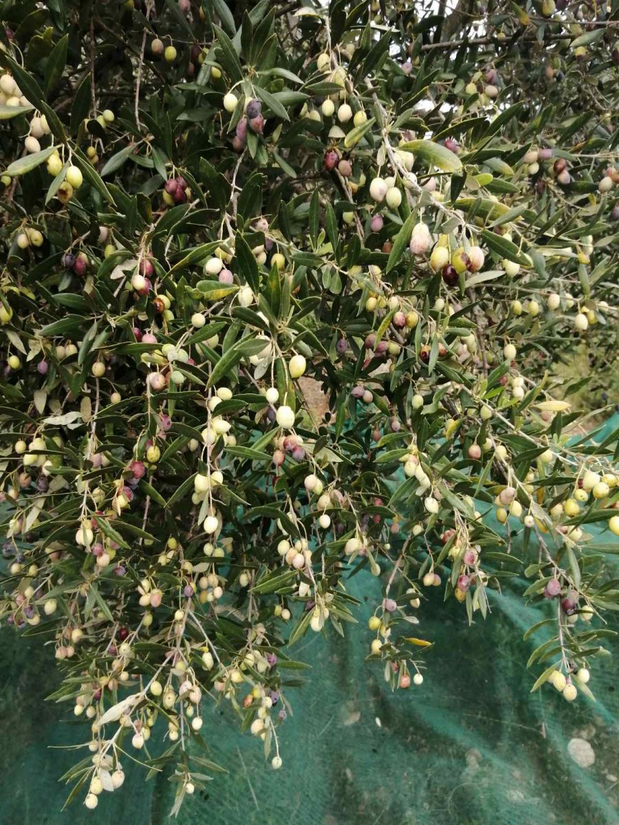 Olive Lab & Shop – Παγκόσμιο Κέντρο Ελιάς για την Υγεία