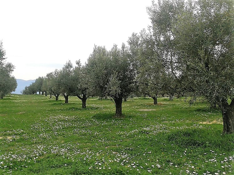 Olive Lab & Shop – Παγκόσμιο Κέντρο Ελιάς για την Υγεία