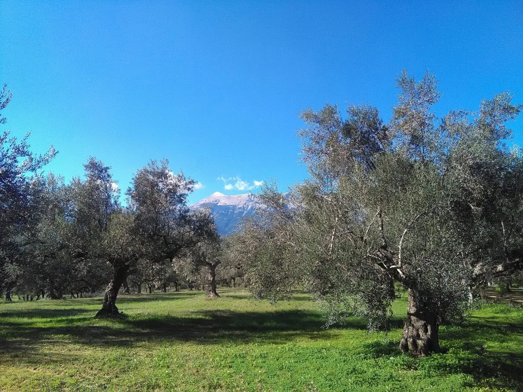 Olive Lab & Shop – Παγκόσμιο Κέντρο Ελιάς για την Υγεία