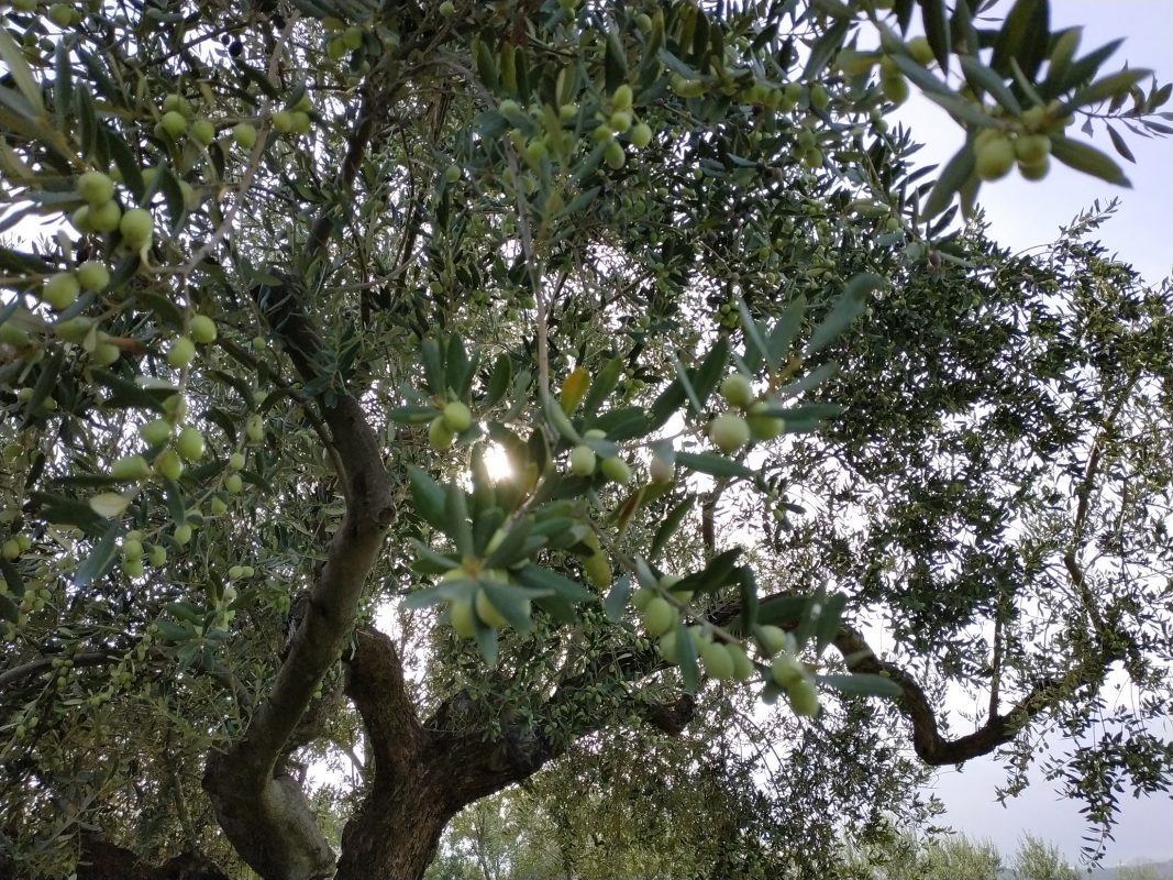 Olive Lab & Shop – Παγκόσμιο Κέντρο Ελιάς για την Υγεία