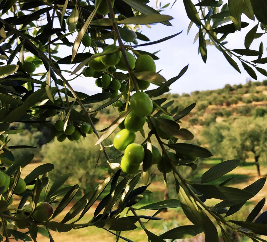 Olive Lab & Shop – Παγκόσμιο Κέντρο Ελιάς για την Υγεία