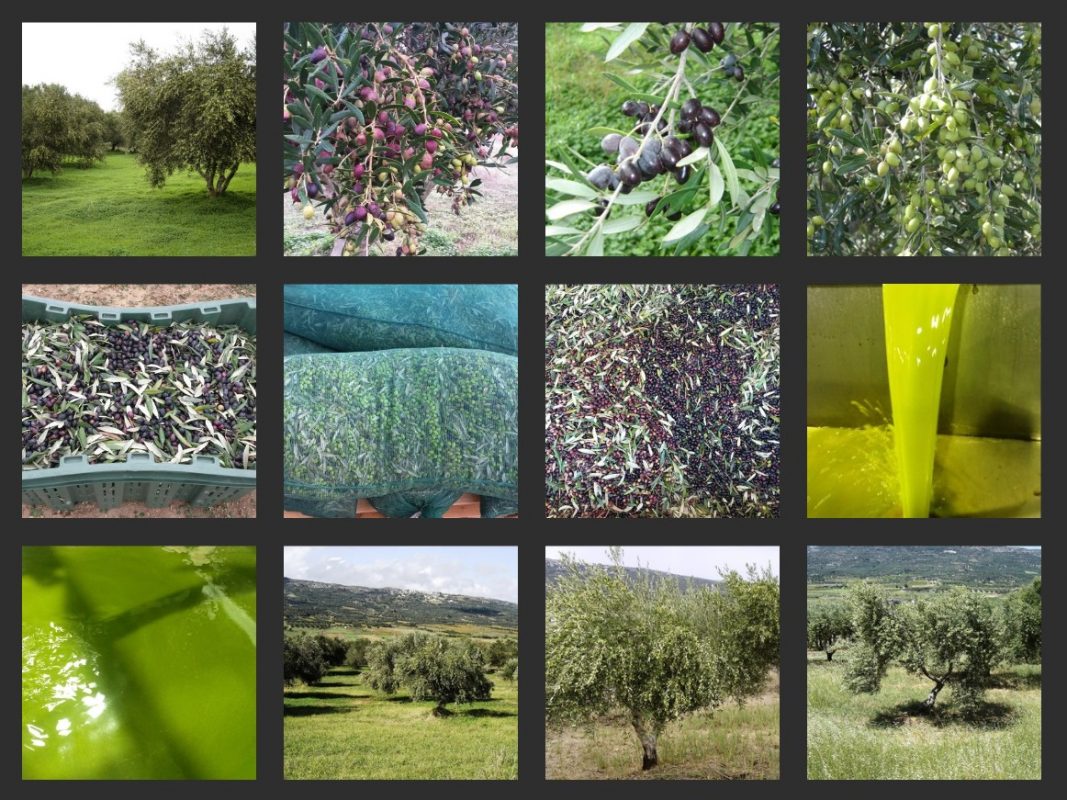 Olive Lab & Shop – Παγκόσμιο Κέντρο Ελιάς για την Υγεία