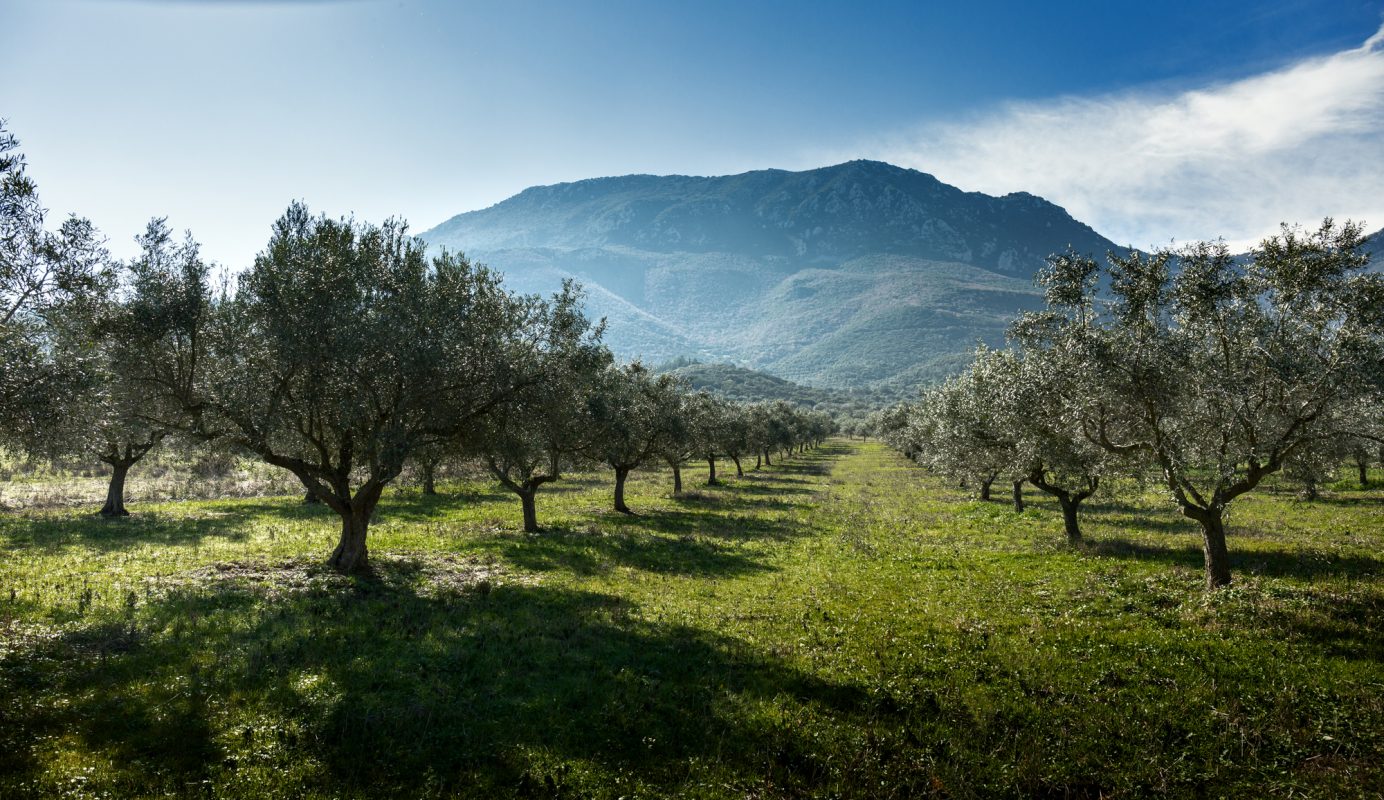 Olive Lab & Shop – Παγκόσμιο Κέντρο Ελιάς για την Υγεία
