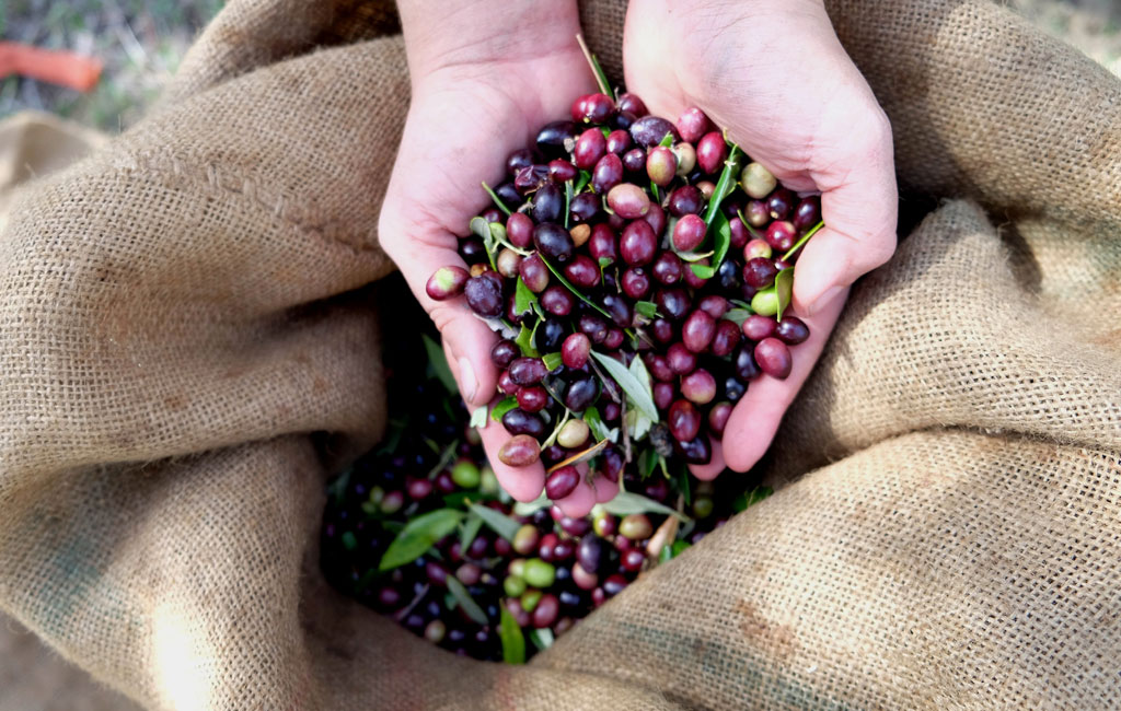 Olive Lab & Shop – Παγκόσμιο Κέντρο Ελιάς για την Υγεία
