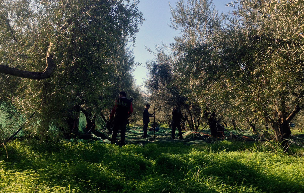 Olive Lab & Shop – Παγκόσμιο Κέντρο Ελιάς για την Υγεία