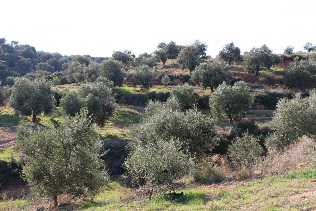 Olive Lab & Shop – Παγκόσμιο Κέντρο Ελιάς για την Υγεία