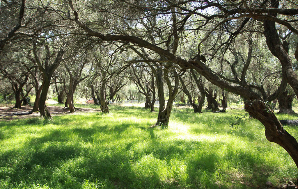 Olive Lab & Shop – Παγκόσμιο Κέντρο Ελιάς για την Υγεία