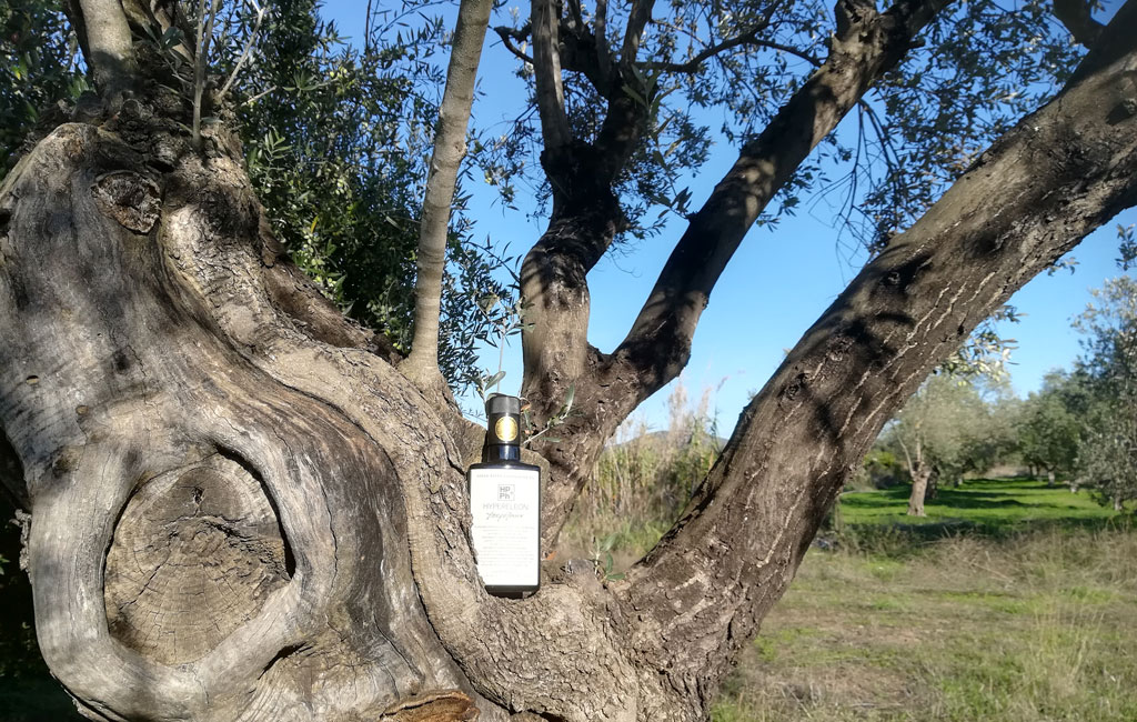 Olive Lab & Shop – Παγκόσμιο Κέντρο Ελιάς για την Υγεία