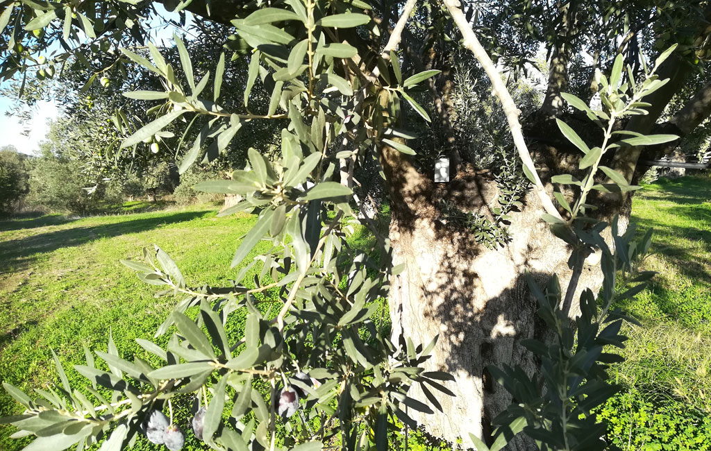 Olive Lab & Shop – Παγκόσμιο Κέντρο Ελιάς για την Υγεία
