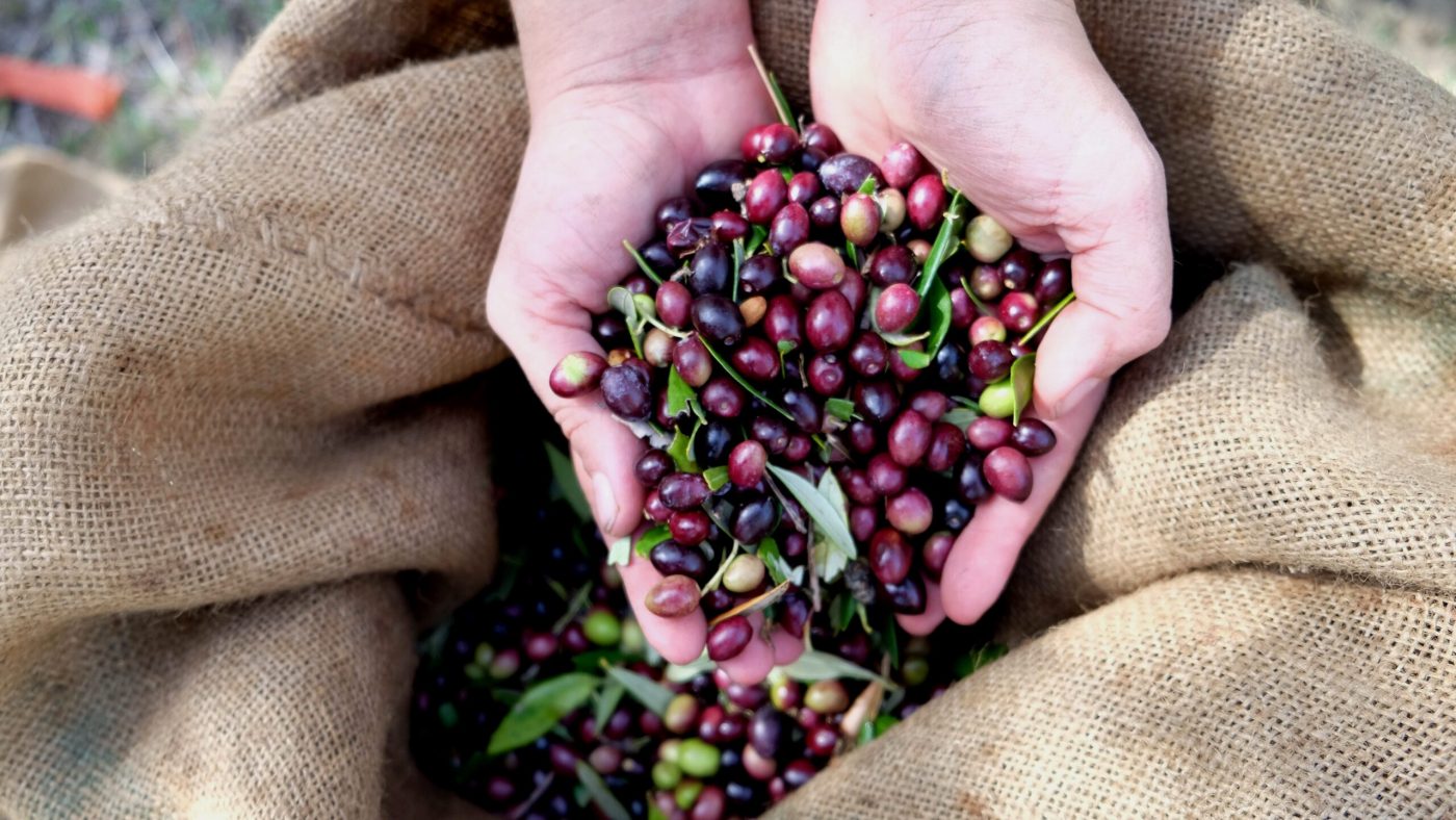 Olive Lab & Shop – Παγκόσμιο Κέντρο Ελιάς για την Υγεία