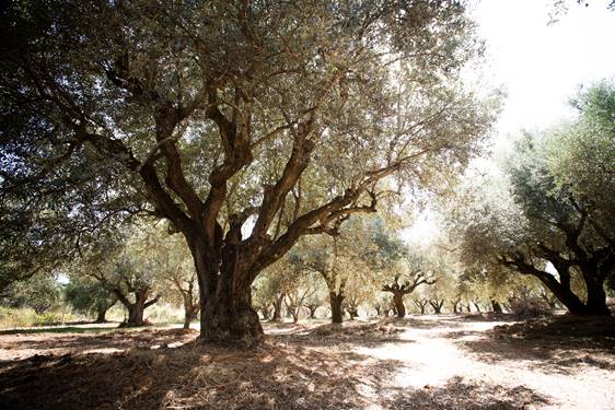 Olive Lab & Shop – Παγκόσμιο Κέντρο Ελιάς για την Υγεία