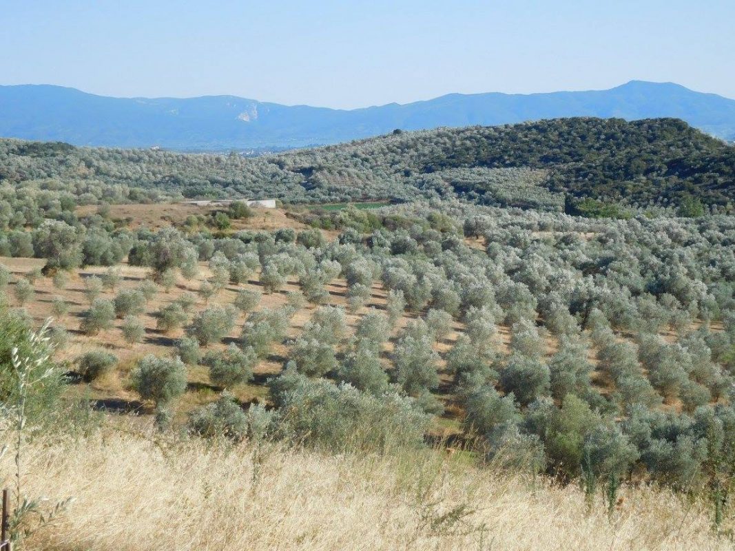 Olive Lab & Shop – Παγκόσμιο Κέντρο Ελιάς για την Υγεία