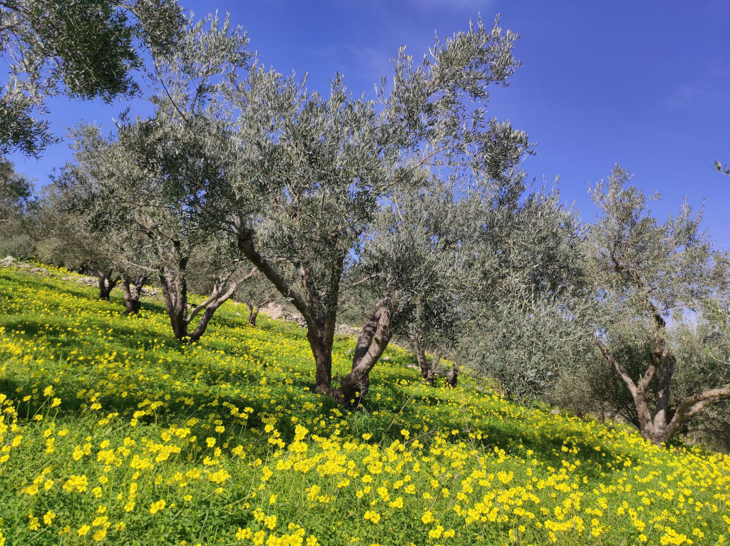 Olive Lab & Shop – Παγκόσμιο Κέντρο Ελιάς για την Υγεία