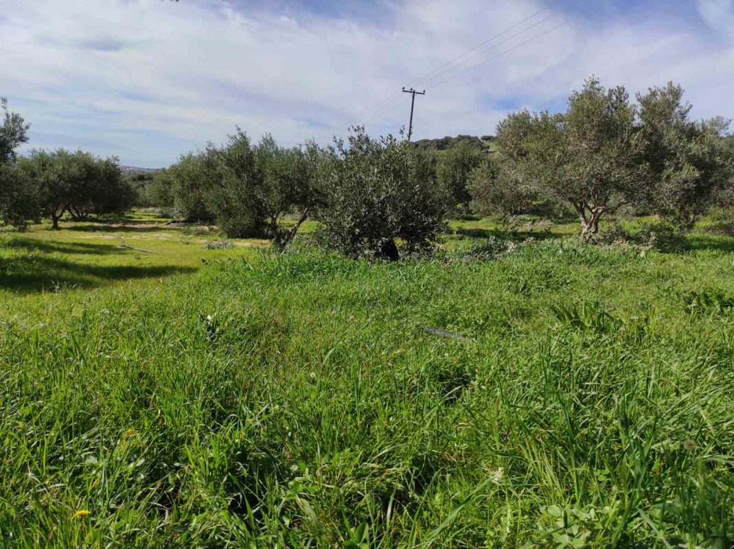 Olive Lab & Shop – Παγκόσμιο Κέντρο Ελιάς για την Υγεία