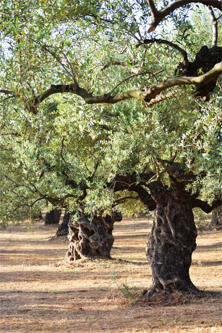 Olive Lab & Shop – Παγκόσμιο Κέντρο Ελιάς για την Υγεία