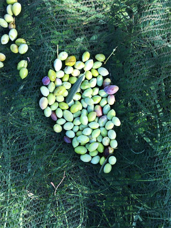 Olive Lab & Shop – Παγκόσμιο Κέντρο Ελιάς για την Υγεία