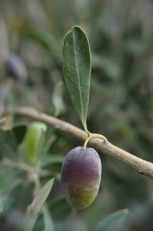 Olive Lab & Shop – Παγκόσμιο Κέντρο Ελιάς για την Υγεία
