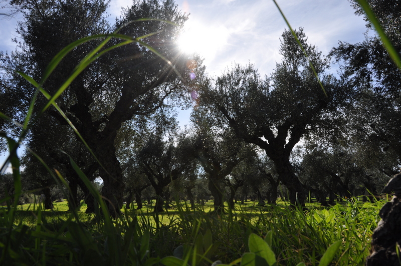 Olive Lab & Shop – Παγκόσμιο Κέντρο Ελιάς για την Υγεία
