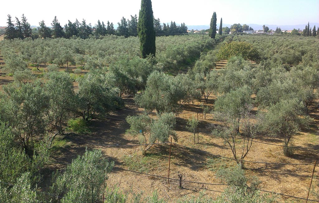 Olive Lab & Shop – Παγκόσμιο Κέντρο Ελιάς για την Υγεία