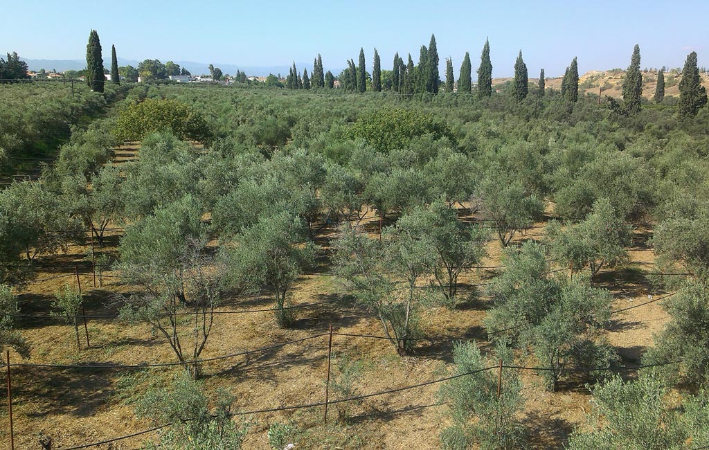Olive Lab & Shop – Παγκόσμιο Κέντρο Ελιάς για την Υγεία