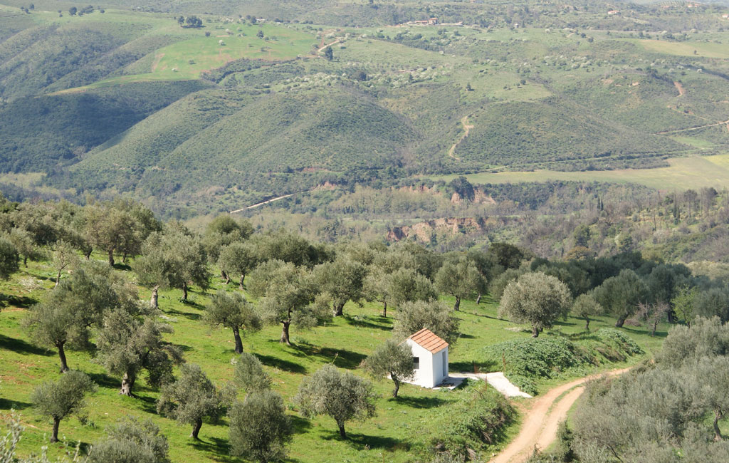 Olive Lab & Shop – Παγκόσμιο Κέντρο Ελιάς για την Υγεία