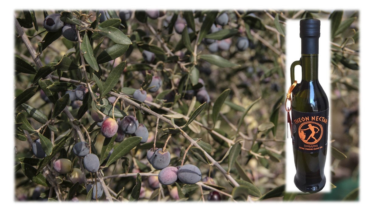 Olive Lab & Shop – Παγκόσμιο Κέντρο Ελιάς για την Υγεία