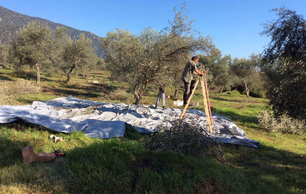 Olive Lab & Shop – Παγκόσμιο Κέντρο Ελιάς για την Υγεία