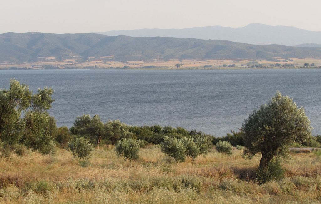 Olive Lab & Shop – Παγκόσμιο Κέντρο Ελιάς για την Υγεία