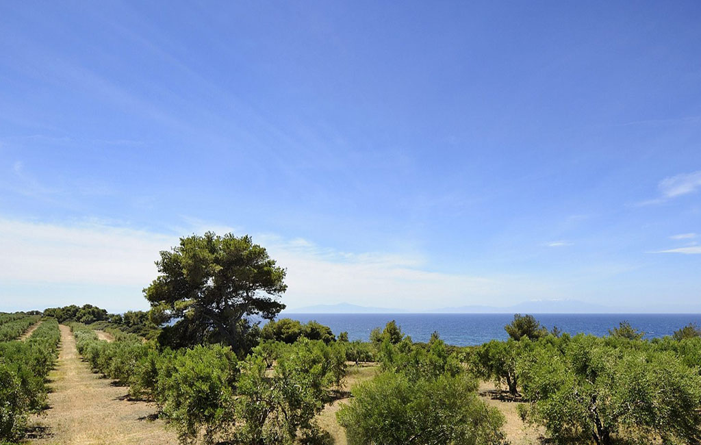 Olive Lab & Shop – Παγκόσμιο Κέντρο Ελιάς για την Υγεία
