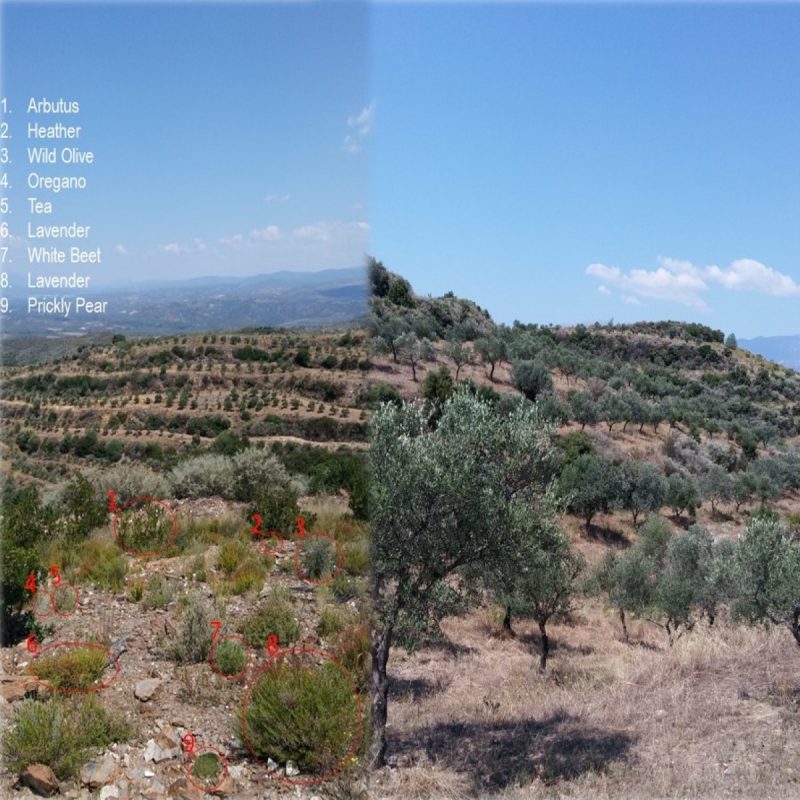 Olive Lab & Shop – Παγκόσμιο Κέντρο Ελιάς για την Υγεία