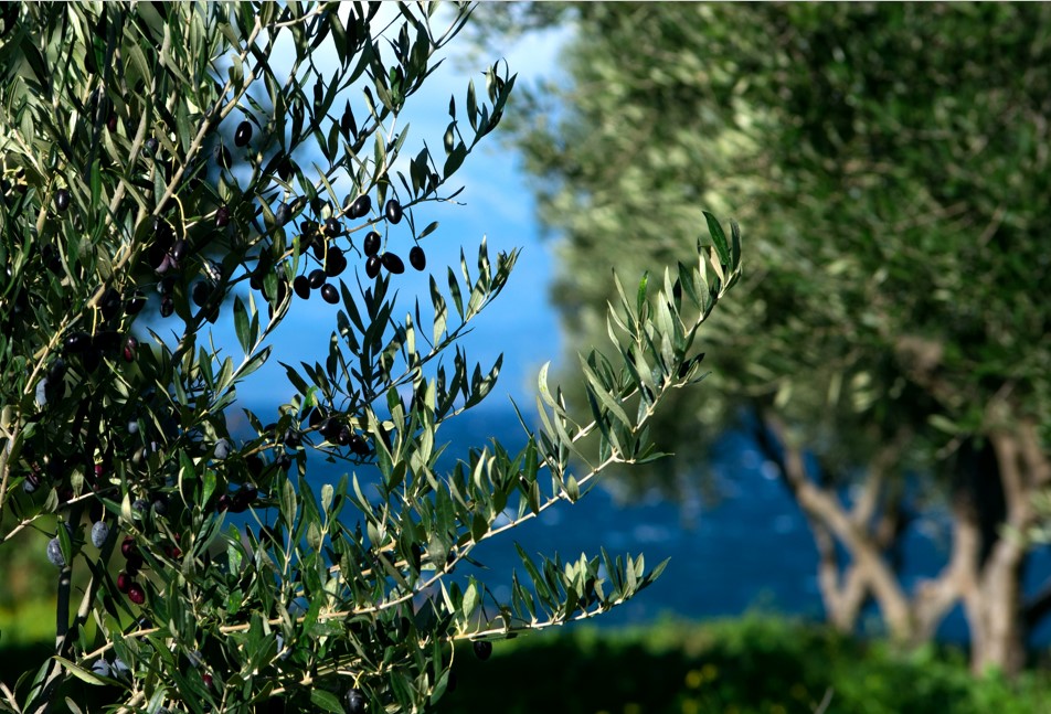 Olive Lab & Shop – Παγκόσμιο Κέντρο Ελιάς για την Υγεία